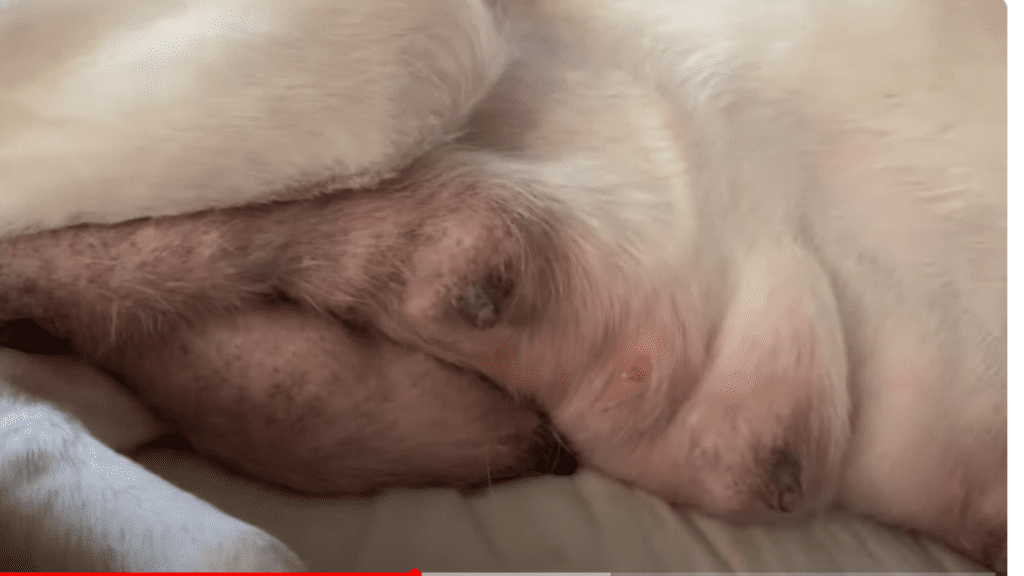 Dog Inverted Nipples