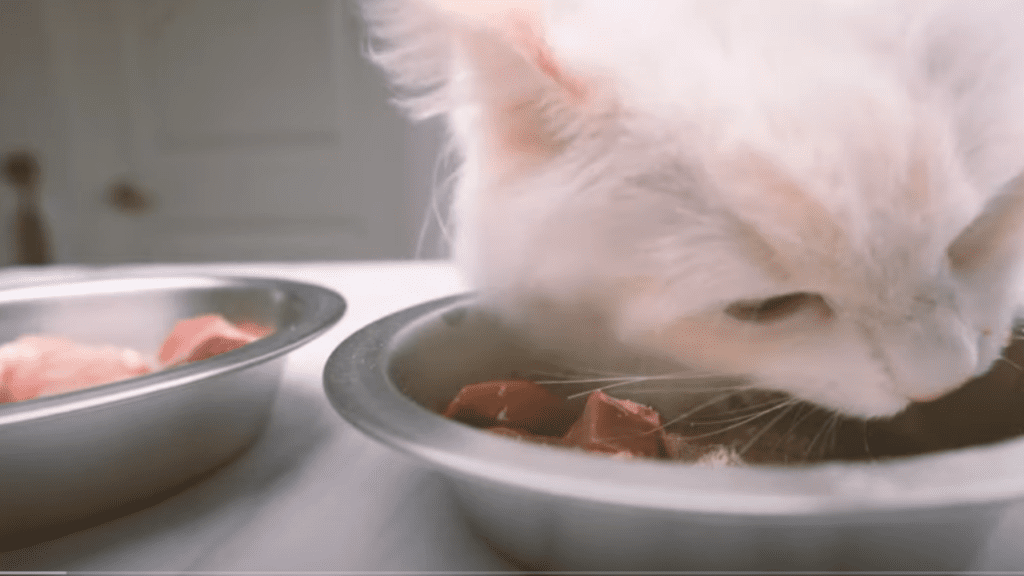 tuna water for cat 