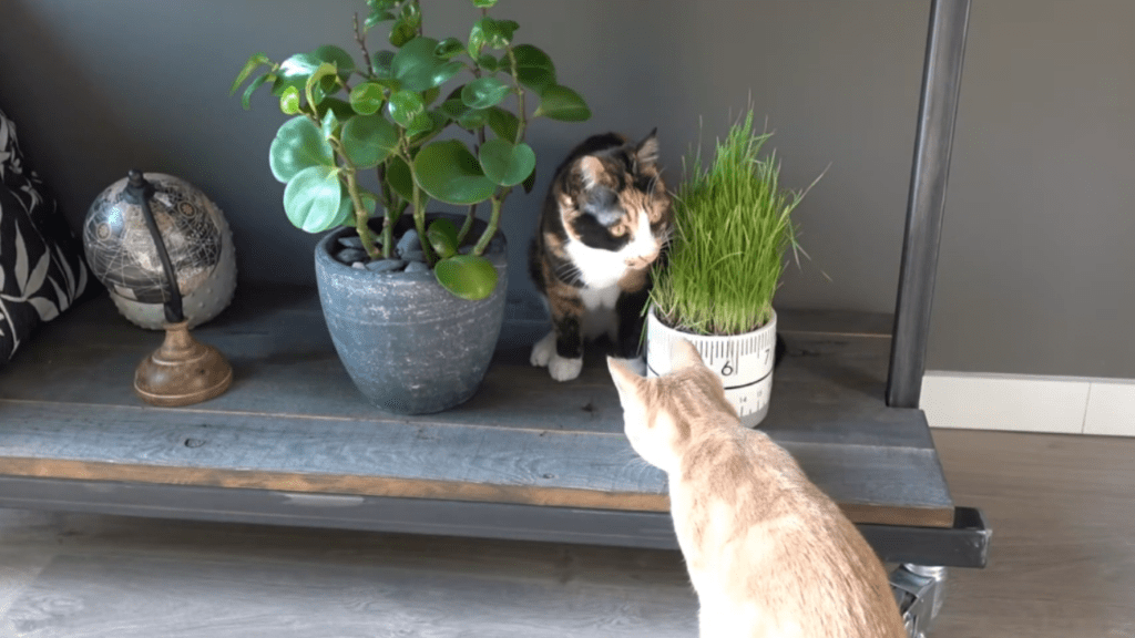 wheat grass for cat