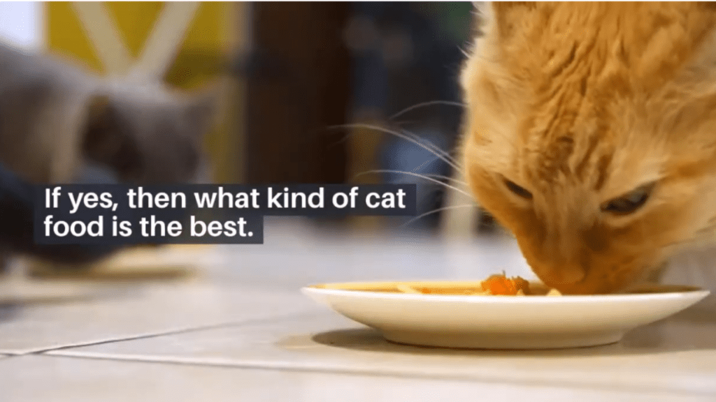 cat eat ferrot food