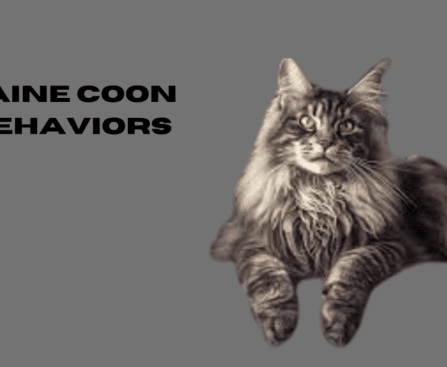 maine coon cat behavior problems