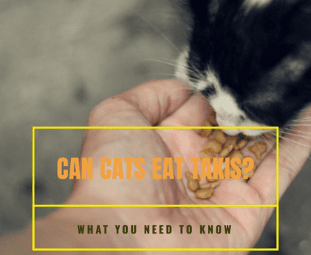 cats eat takis