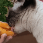 can cats eat apricots