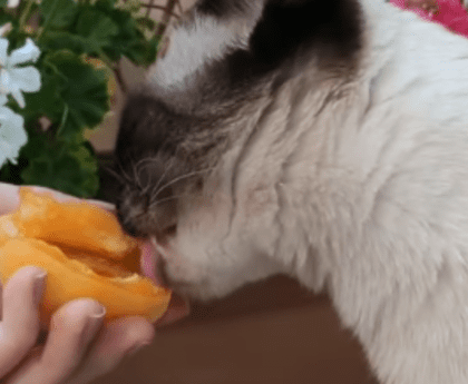 can cats eat apricots