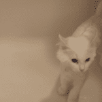 cat eating dish soap